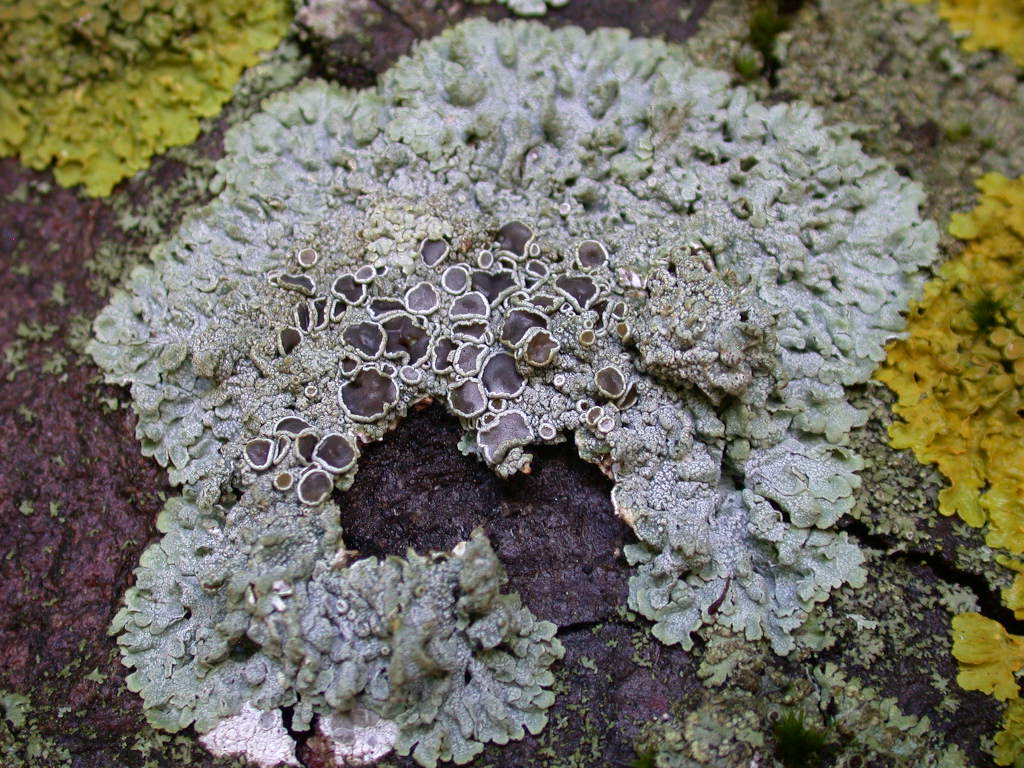 Physcia aipolia - Licheni in Abruzzo n2..